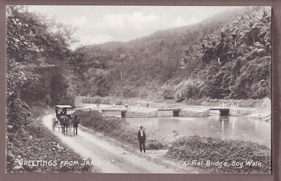 Local Wildlife To Look Out For In And Around The Area Of flat bridge jamaica